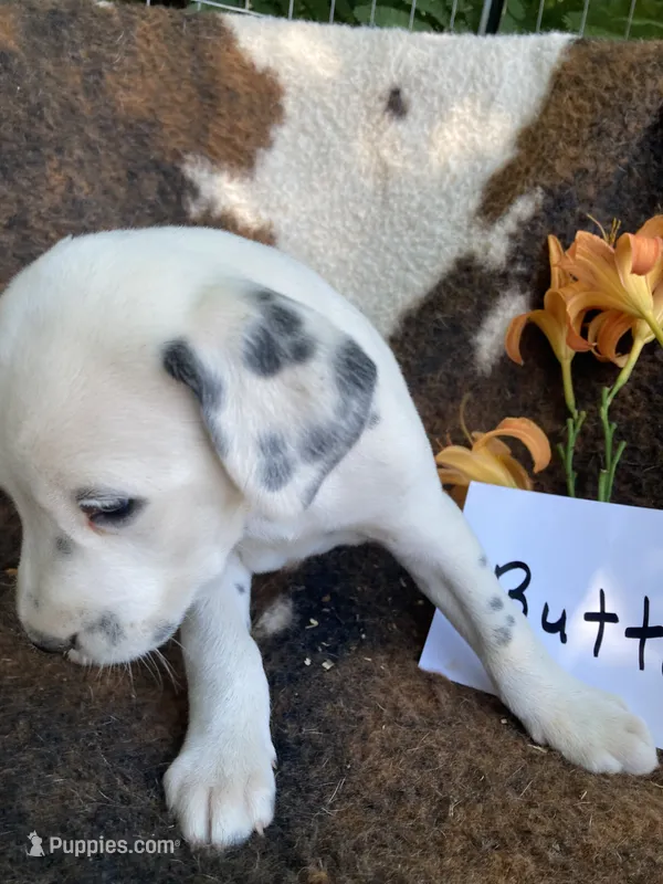 Button AKC reg. – Dalmatian puppy for sale in Darlington, SC