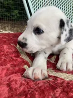 Pretty boy jr AKC Reg, a male Dalmatian for sale in Darlington, SC – 3 of 7