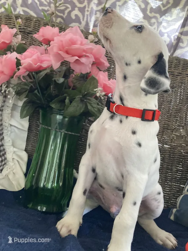 Ringo – Dalmatian puppy for sale in Darlington, SC