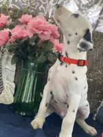 Ringo, a male Dalmatian for sale in Darlington, SC – 1 of 10