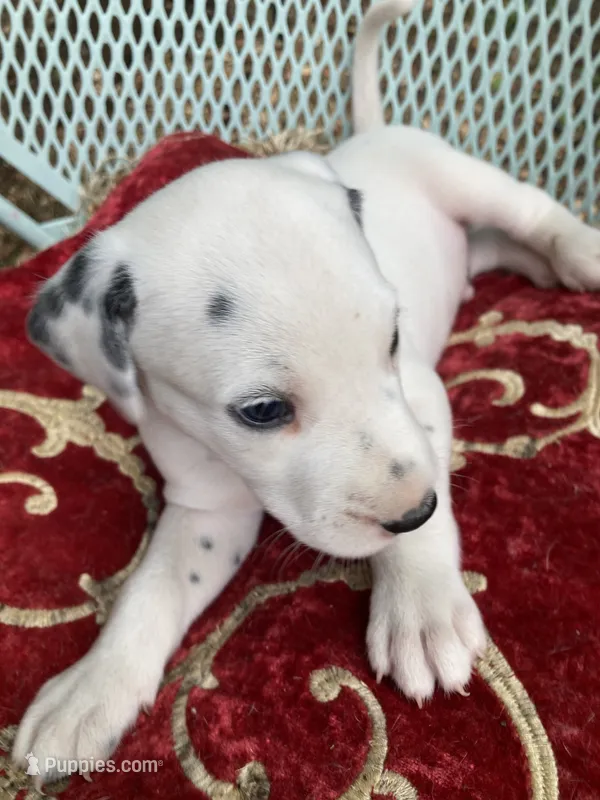 Button AKC reg. – Dalmatian puppy for sale in Darlington, SC