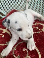 Button AKC reg., a male Dalmatian for sale in Darlington, SC – 8 of 8