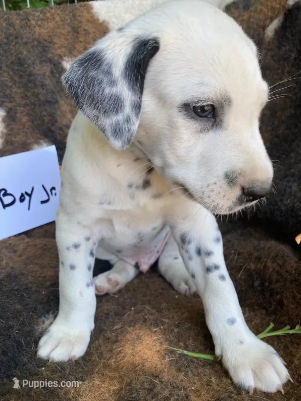 Pretty boy jr AKC Reg – Dalmatian puppy for sale in Darlington, SC