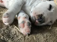 Pretty boy jr, a male Dalmatian for sale in Darlington, SC – 3 of 5