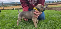Dotty, a female Cane Corso for sale in Springfield, OR – 3 of 3