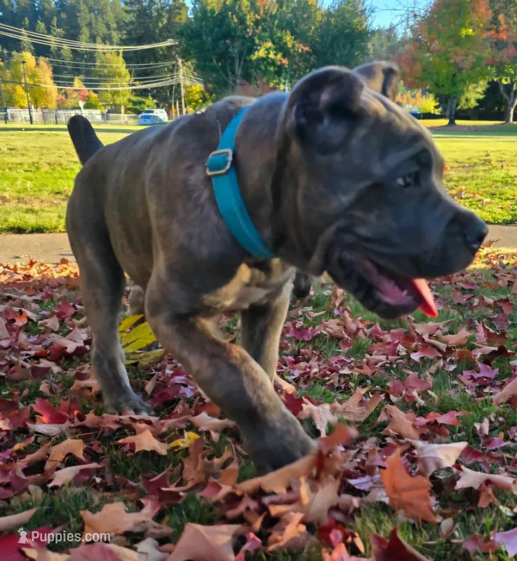 Light Blue Collar – Cane Corso puppy for sale in Springfield, OR