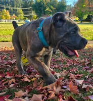 Light Blue Collar, a male Cane Corso for sale in Springfield, OR – 1 of 5