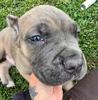 Dark Green Collar, a male Cane Corso for sale in Springfield, OR – 3 of 3