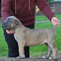 Dark Green, a male Cane Corso for sale in Springfield, OR – 5 of 7