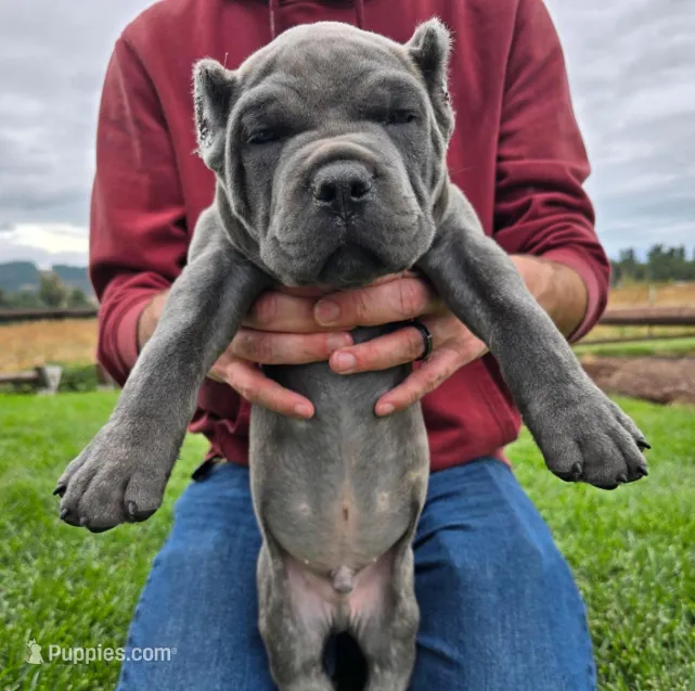 Light Green Collar – Cane Corso puppy for sale in Springfield, OR