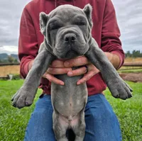 Light Green Collar, a male Cane Corso for sale in Springfield, OR – 1 of 3