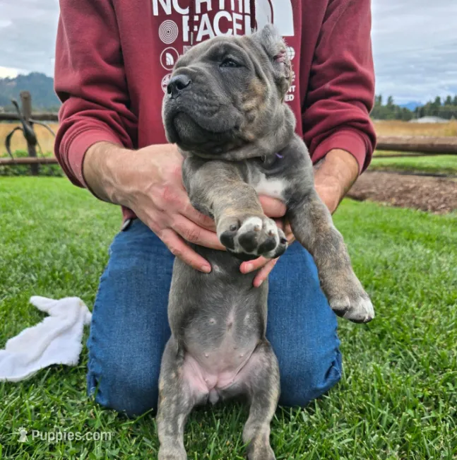 Light Blue Collar – Cane Corso puppy for sale in Springfield, OR