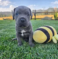 Light Green Collar, a male Cane Corso for sale in Springfield, OR – 3 of 3