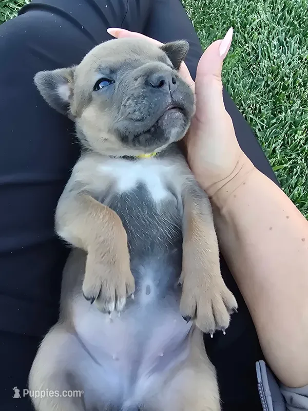Dotty – Cane Corso puppy for sale in Springfield, OR