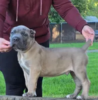 Dark Green, a male Cane Corso for sale in Springfield, OR – 7 of 7