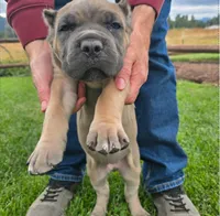 Dark Green, a male Cane Corso for sale in Springfield, OR – 4 of 7