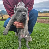 Pink Collar, a male Cane Corso for sale in Springfield, OR – 2 of 3