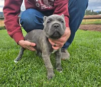 Pink Collar, a male Cane Corso for sale in Springfield, OR – 1 of 3