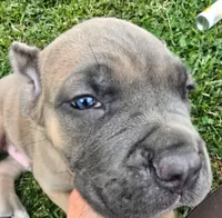 Dark Green, a male Cane Corso for sale in Springfield, OR – 6 of 7