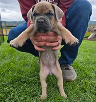 Dotty, a female Cane Corso for sale in Springfield, OR – 2 of 3