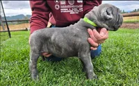 Light Green Collar, a male Cane Corso for sale in Springfield, OR – 2 of 3