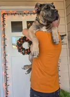 Dark Green, a male Cane Corso for sale in Springfield, OR – 3 of 7