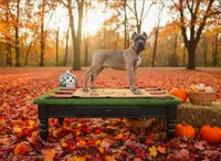 Dark Green, a male Cane Corso for sale in Springfield, OR – 2 of 7