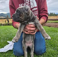 Light Blue Collar, a male Cane Corso for sale in Springfield, OR – 2 of 3