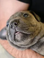 Light Blue Collar, a male Cane Corso for sale in Springfield, OR – 3 of 3