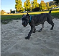 Light Blue Collar, a male Cane Corso for sale in Springfield, OR – 2 of 5
