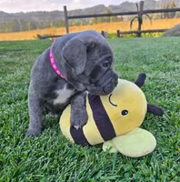 Pink Collar, a male Cane Corso for sale in Springfield, OR – 3 of 3