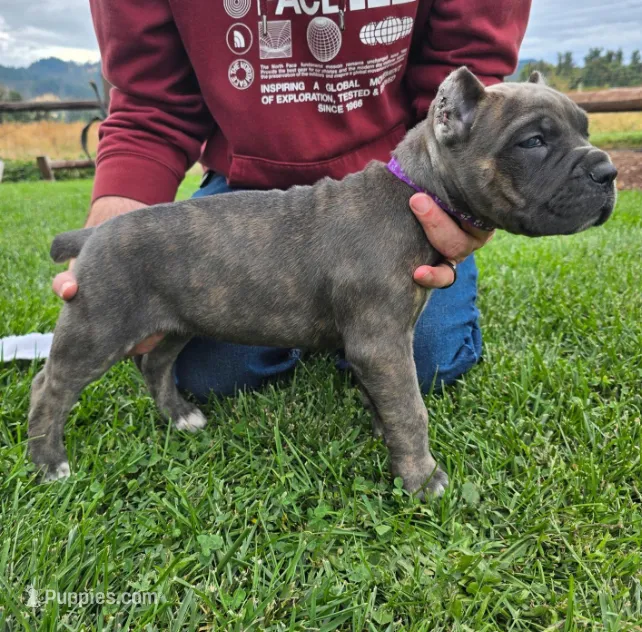 Purple Collar – Cane Corso puppy for sale in Springfield, OR
