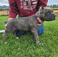 Purple Collar, a female Cane Corso for sale in Springfield, OR – 1 of 2
