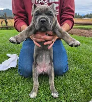 Purple Collar, a female Cane Corso for sale in Springfield, OR – 2 of 2