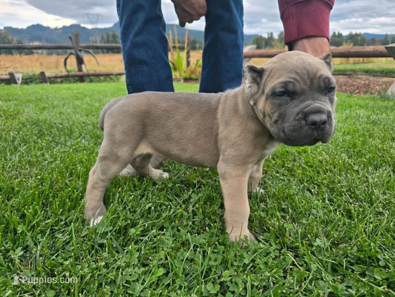 Dark Green Collar – Cane Corso puppy for sale in Springfield, OR
