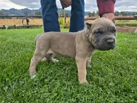 Dark Green Collar, a male Cane Corso for sale in Springfield, OR – 1 of 3