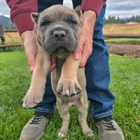 Dark Green Collar, a male Cane Corso for sale in Springfield, OR – 2 of 3