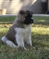 RUGER, a male Akita for sale in Springfield, MO – 3 of 10