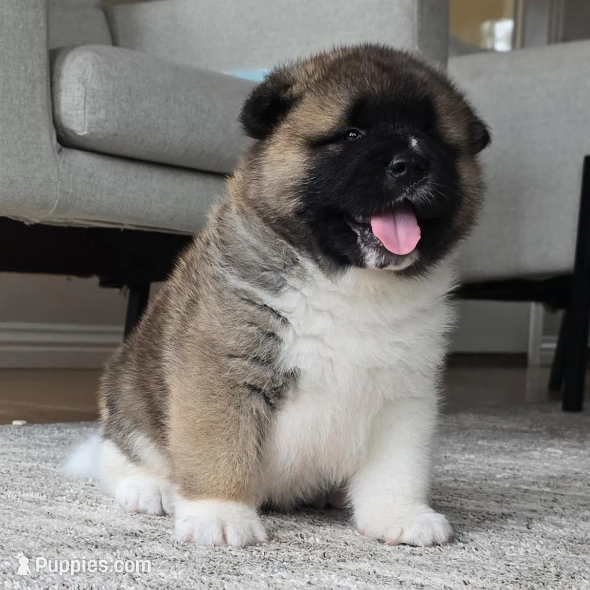ECHO – Akita puppy for sale in Springfield, MO