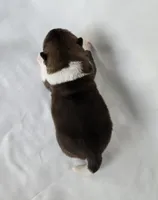 ECHO, a male Akita for sale in Springfield, MO – Photo 6 of 8