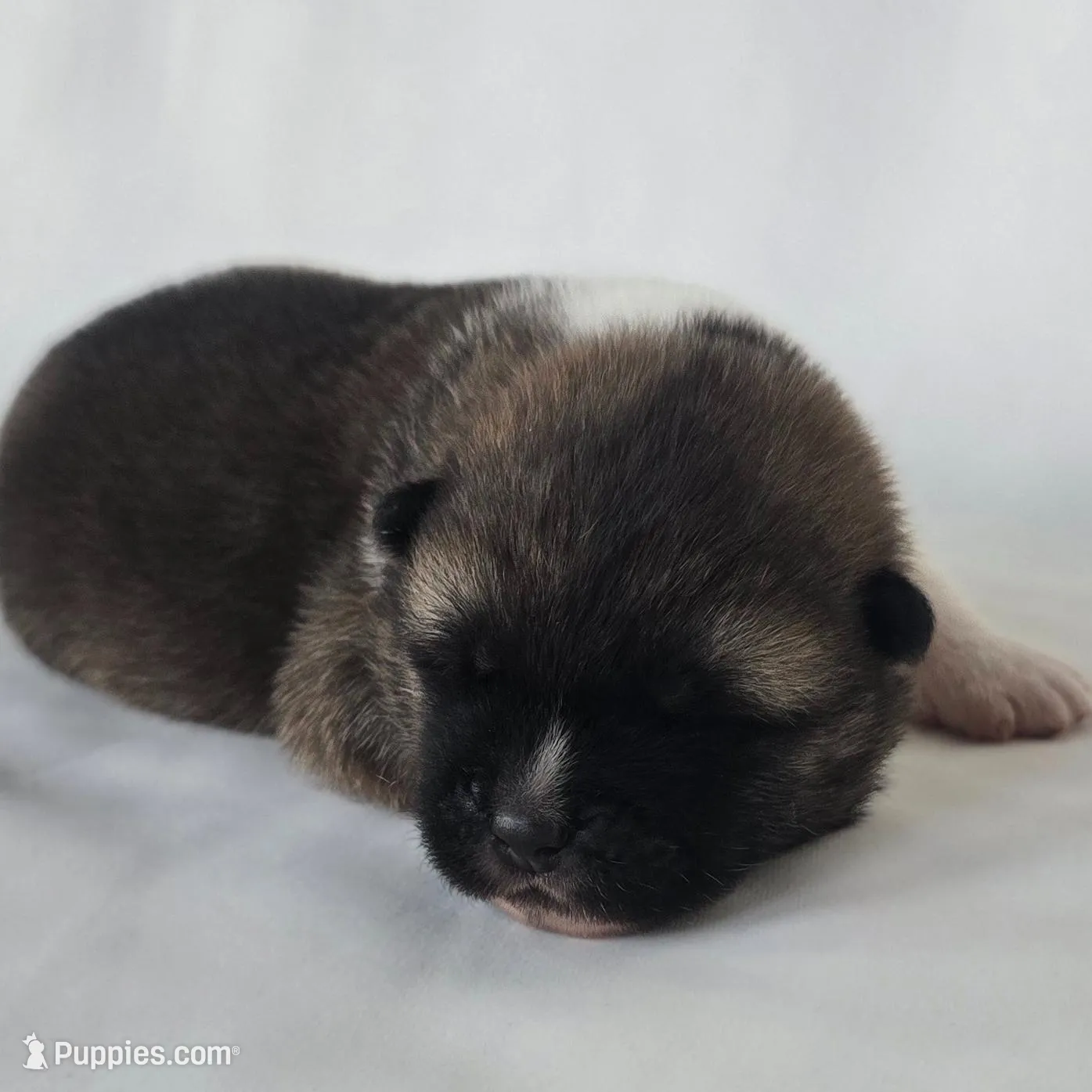ECHO, a male Akita for sale in Springfield, MO – Photo 5 of 8
