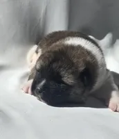 ECHO, a male Akita for sale in Springfield, MO – Photo 1 of 8