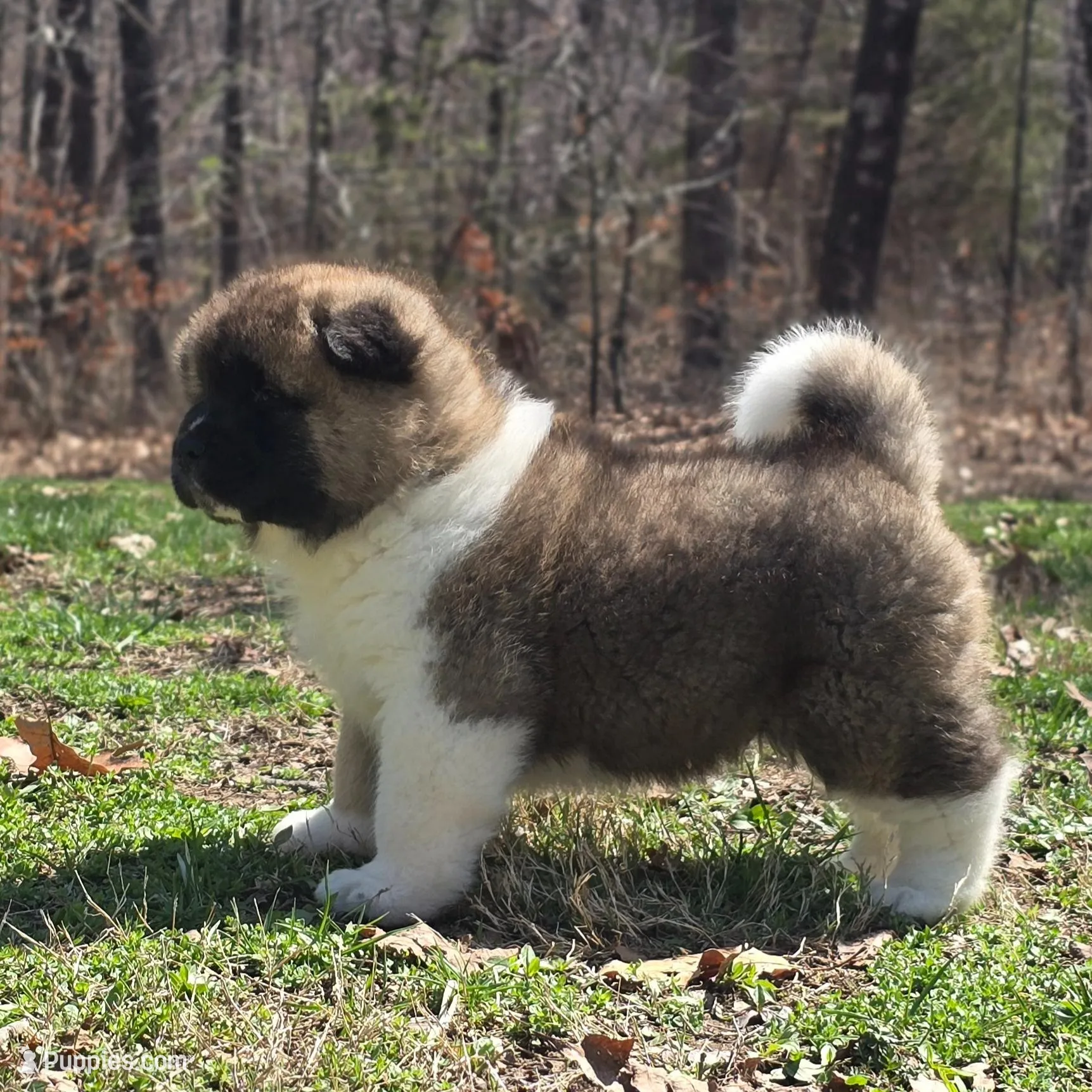 ECHO – Akita puppy for sale in Springfield, MO