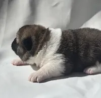 ECHO, a male Akita for sale in Springfield, MO – Photo 3 of 8