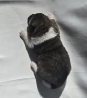 ECHO, a male Akita for sale in Springfield, MO – Photo 4 of 8