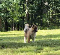 ECHO, a male Akita for sale in Springfield, MO – 2 of 9