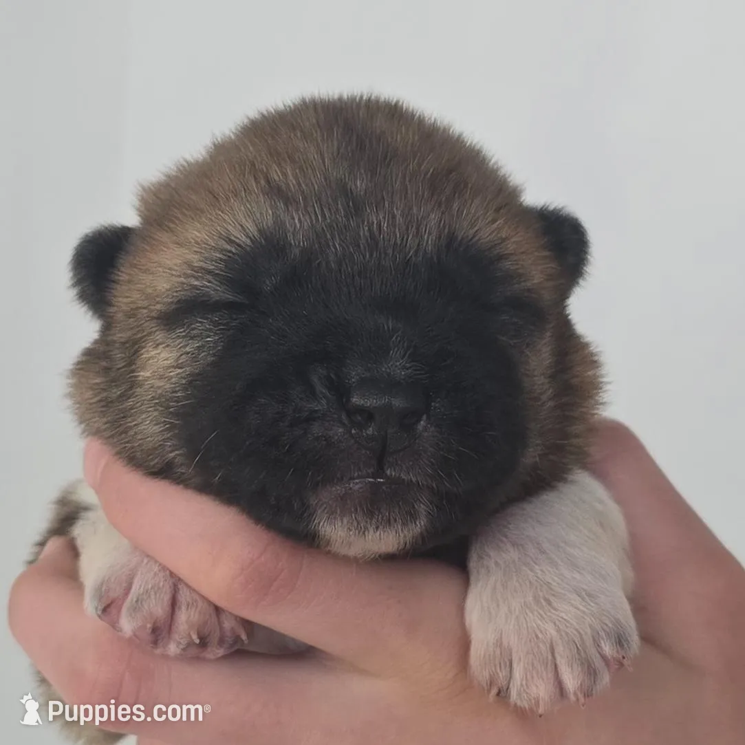 AXLE, a male Akita for sale in Springfield, MO – Photo 5 of 7