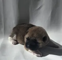 AXLE, a male Akita for sale in Springfield, MO – Photo 2 of 7