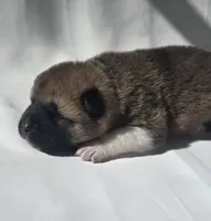 AXLE, a male Akita for sale in Springfield, MO – Photo 4 of 7