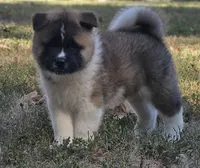 RUGER, a male Akita for sale in Springfield, MO – 5 of 10